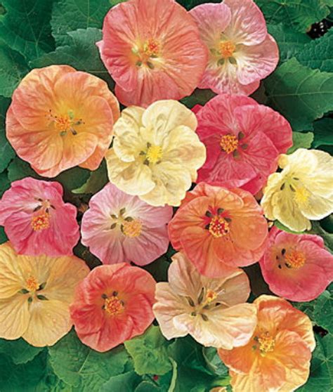 Flowering Maple 20 Seeds - Abutilon - Tropical - Hirt's Gardens