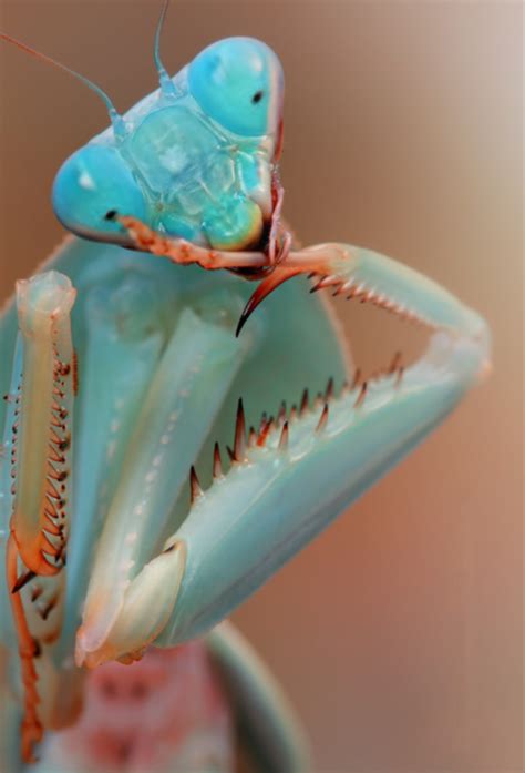 This blue praying mantis | Praying mantis, Insects, Beautiful bugs