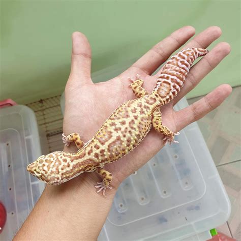 Giant Leopard Gecko