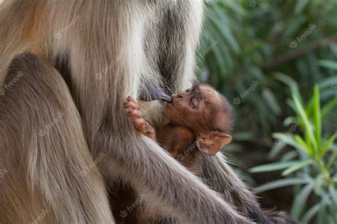 Premium Photo | Langur monkey