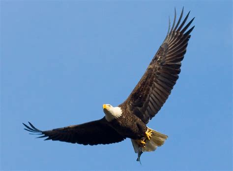 Bald Eagle Flying Free Stock Photo - Public Domain Pictures