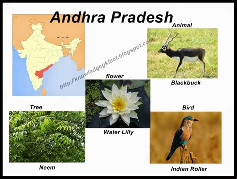 GENERAL KNOWLEDGE: INDIA - STATE SYMBOLS OF ANDHRA PRADESH