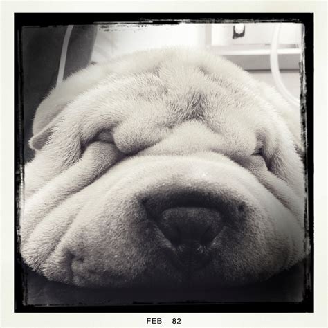 Shar-pei wrinkles | Chinese shar pei, Shar pei, Animal lover