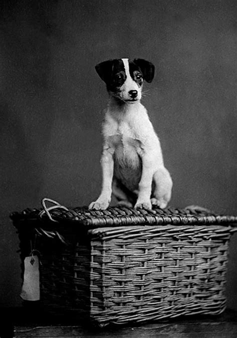 Pin on Jack Russell Terriers