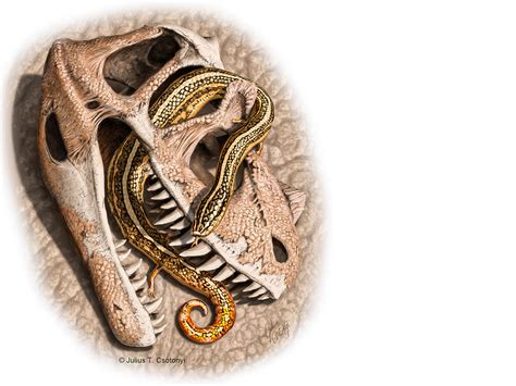 Fossils of oldest known snakes unearthed | Science | AAAS