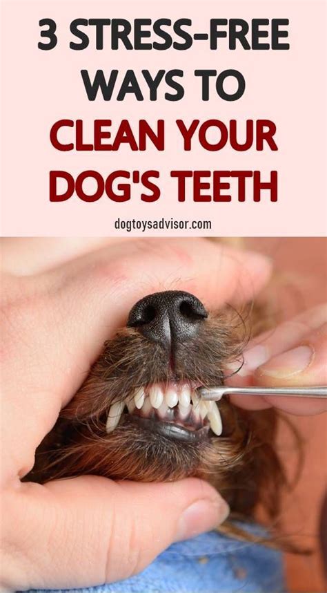 How to Clean Your Dogs Teeth At Home | How To Clean Dog Teeth Without Brushing | Dog Teethin ...