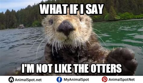 Otter Memes