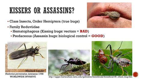 What You Need To Know About Kissing Bugs | Wellness blog, Health and wellness, Bugs