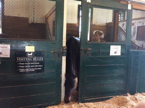 Amish Horses: The Perfect Amish Horse