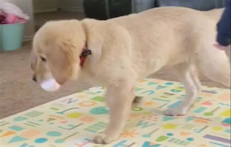 Playful Puppy Eagerly Dives Into Ball Pool - Pooch Friends