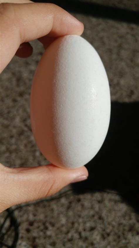 This weirdly oval shaped egg : r/mildlyinteresting