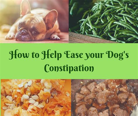 How to Ease your Dogs constipation, remedies for constipation in dogs, why is your dog ...