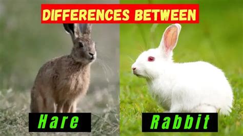 10 Difference Between Rabbit and Hare (With Table) - Animal Differences