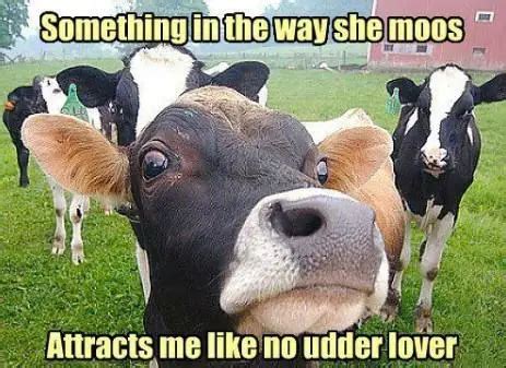 100+ Famous, Inspirational & Funny Cow Quotes and Sayings - Sand Creek Farm