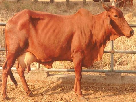 Red Sindhi: A Popular Milch Cattle Breed For Huge Milk Production