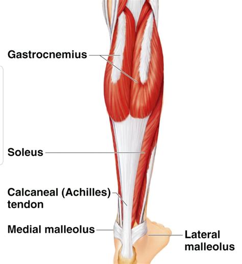 calf muscle anatomy | Sports Physio Massage Gold Coast | Ashmore ...