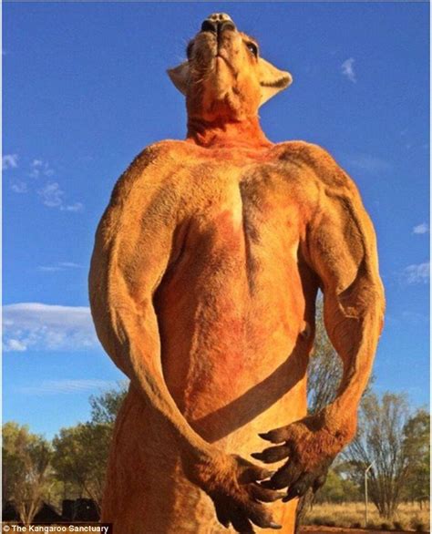 Roger the musclebound kangaroo poses for an another intimidating photo | Red kangaroo, Kangaroo ...