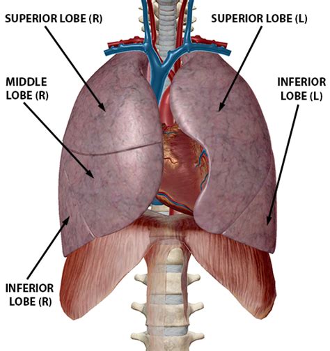 Exploring Lung Pathologies with Physiology & Pathology