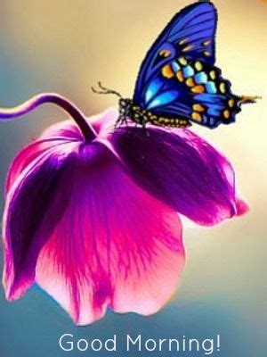 Good Morning Butterfly Pictures, Photos, and Images for Facebook ...