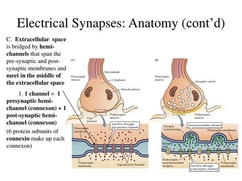 PPT - Chemical and Electrical Synapses PowerPoint Presentation, free download - ID:183993