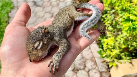 RESCUED! BABY SQUIRREL FELL FROM a TREE ! - YouTube