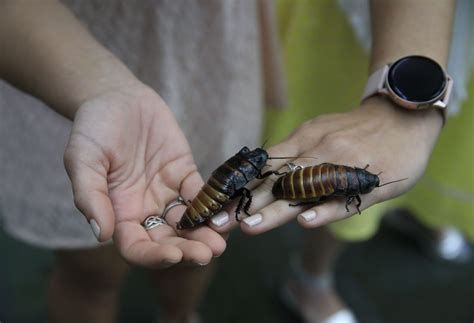 Kentucky Teacher Holds Her Annual "Run For The Roaches" Race For Remote ...