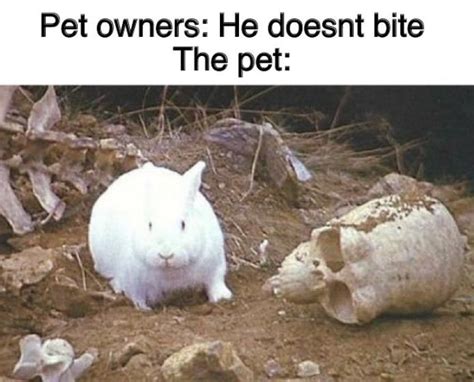 It's The Killer Rabbit of Caerbannog - Memebase - Funny Memes