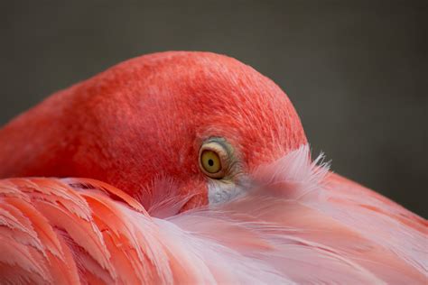 Flock Of Flamingo · Free Stock Photo