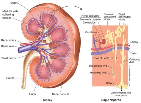 Kidney Diagram Nephron