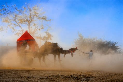 Camel Fair, Pushkar on Behance