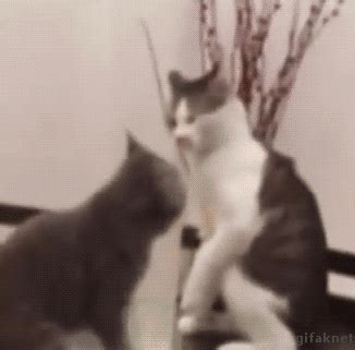 Fighting Cats GIFs - Find & Share on GIPHY