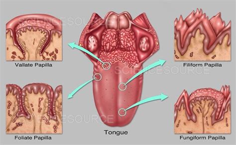 Photograph | Lingual Papilla and Taste Buds, Illust | Science Source Images