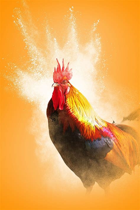 Rooster Wallpaper Hd - WoodsLima