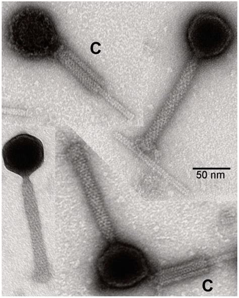 Genes | Free Full-Text | Halobacterium salinarum virus ChaoS9, a Novel Halovirus Related to ...