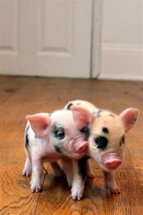 Pin auf I lurvvvve pigs~oink oink!