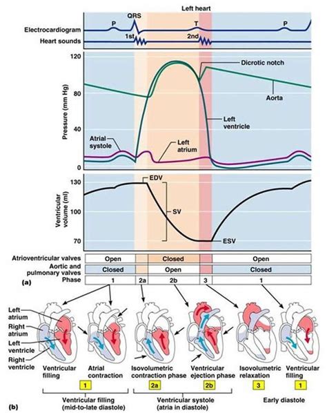 #3DPrintingVideosFabricDigitalFabrication #3DPrintingIdeasAwesome | Nurse, Cardiac cycle ...