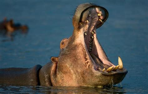Interesting Facts about Hippos Most People Don't Know | Flipboard