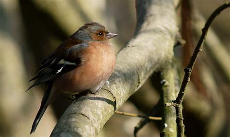 Male Chaffinch | Seen at the British Wildlife Centre, Newcha… | Flickr