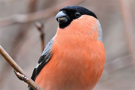 Eurasian Bullfinch by Fausto Riccioni - BirdGuides