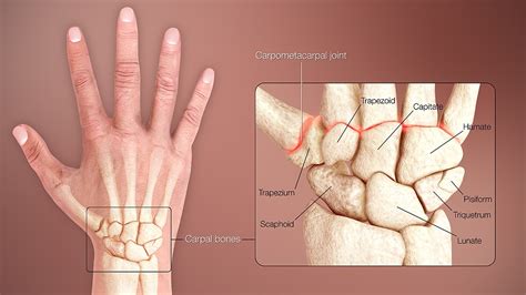 Carpal bones - Wikipedia