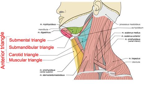 Triangles of the Neck Part 1 - The Anterior Triangle - Medical Exam Prep