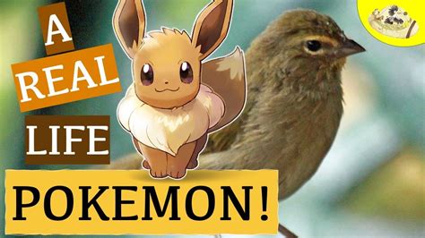 The Real Biology of Eevee Evolution | Pokemon Real Animal Comparison ...