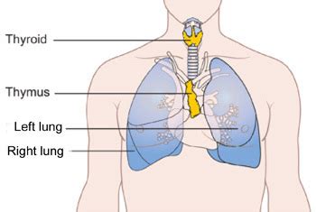 Understanding Our Endocrine System - Our Botanicals Australia