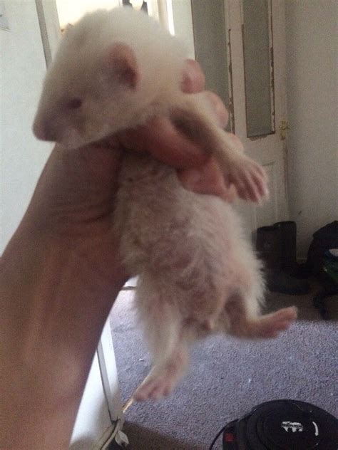 Albino baby ferret | in Peterlee, County Durham | Gumtree