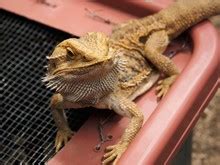 Bearded Dragon Eyeing Dinning Free Stock Photo - Public Domain Pictures