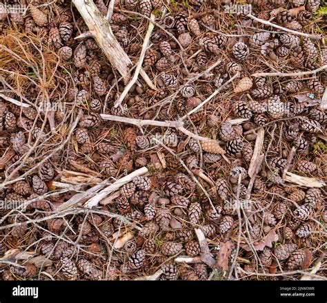 Scots pine cones, Sutherland Stock Photo - Alamy