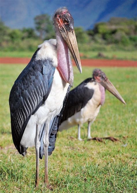 Marabou stork nightmare. This has got to be the ugliest species of bird ...