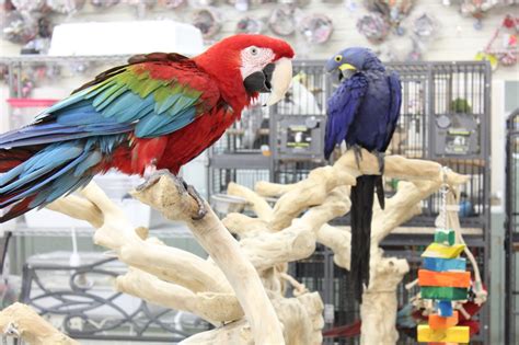 Todd Marcus Birds Exotic – See-Inside Exotic Pet Store, Delran, NJ – Google Business View ...