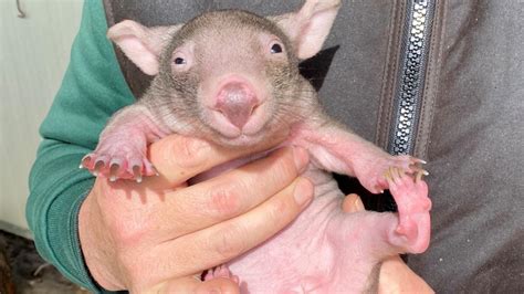 Wombat joey hand-reared at Caversham Wildlife Park | Community News