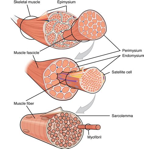 10.2 Skeletal Muscle - Anatomy and Physiology | OpenStax